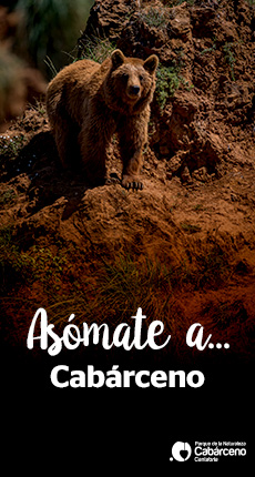 Asómate a Cabárceno